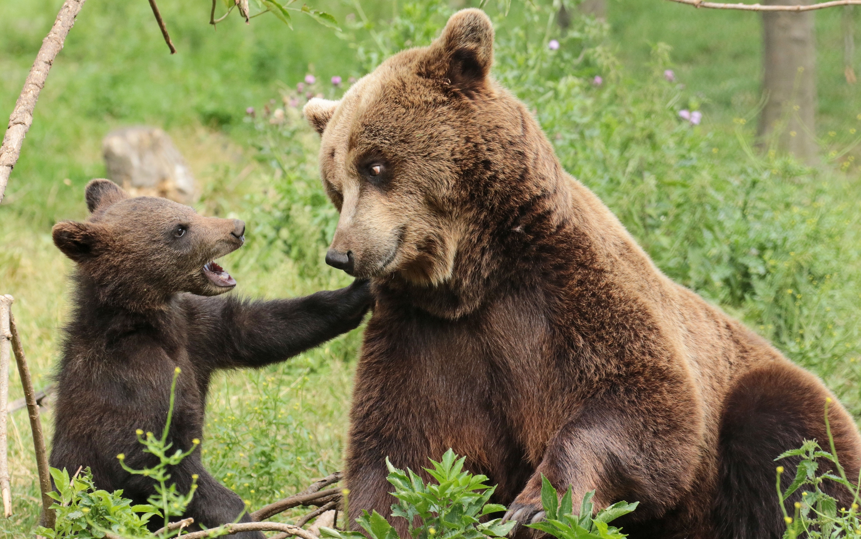 carta da parati animali,orso bruno,animale terrestre,orso grizzly,orso,natura