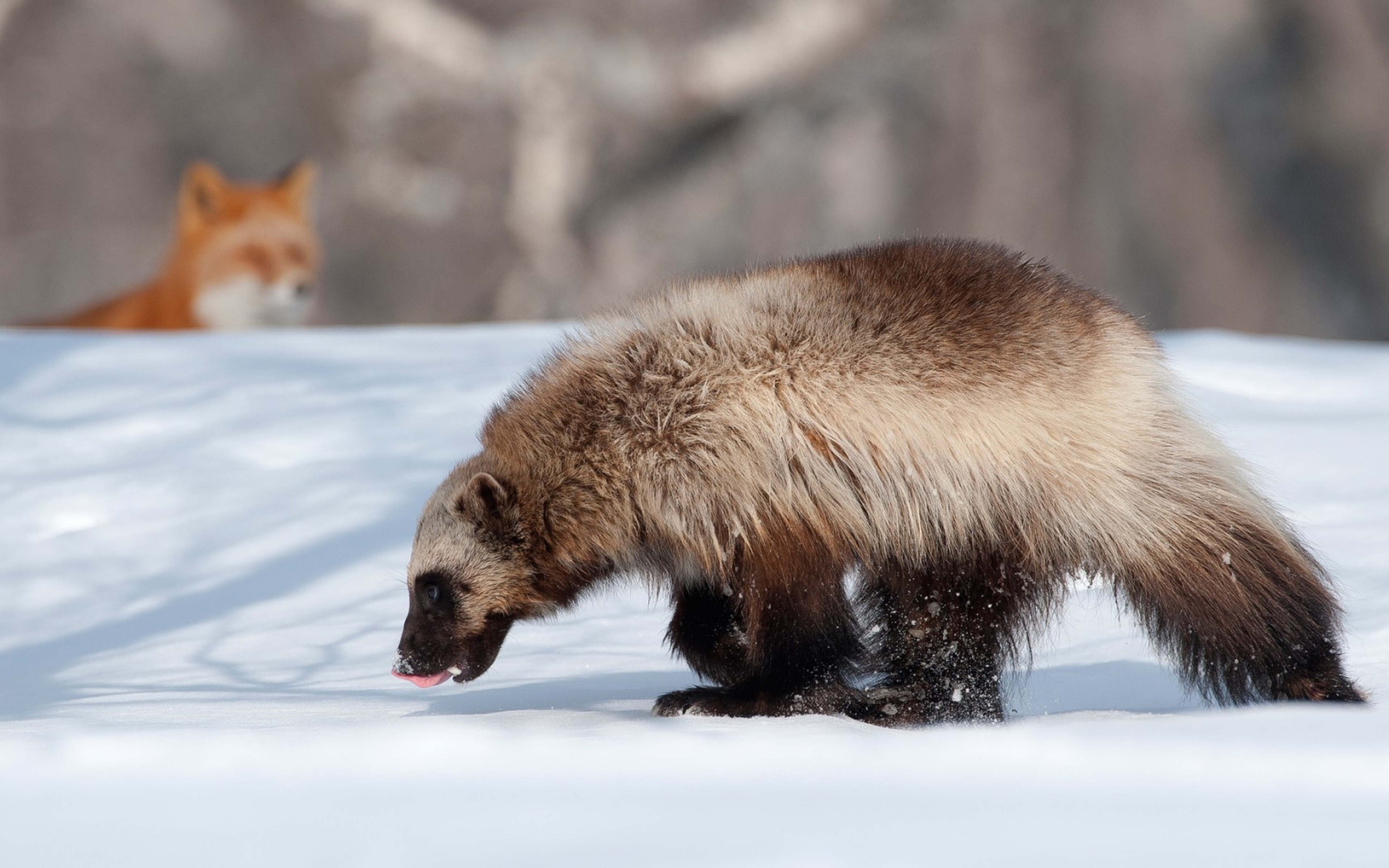 wallpaper animali,mammal,vertebrate,carnivore,wolverine,wildlife