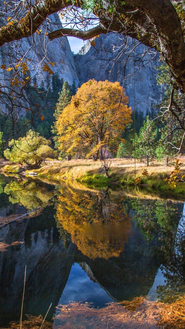 wallpaper natura,natural landscape,nature,reflection,tree,water