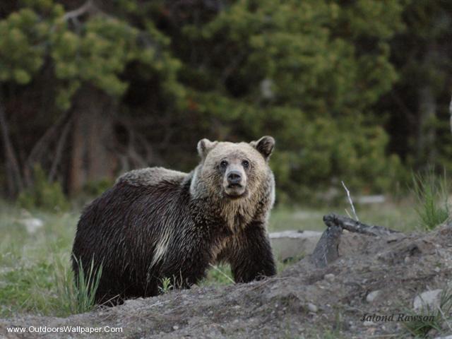 tapete animali,braunbär,grizzlybär,bär,landtier,tierwelt