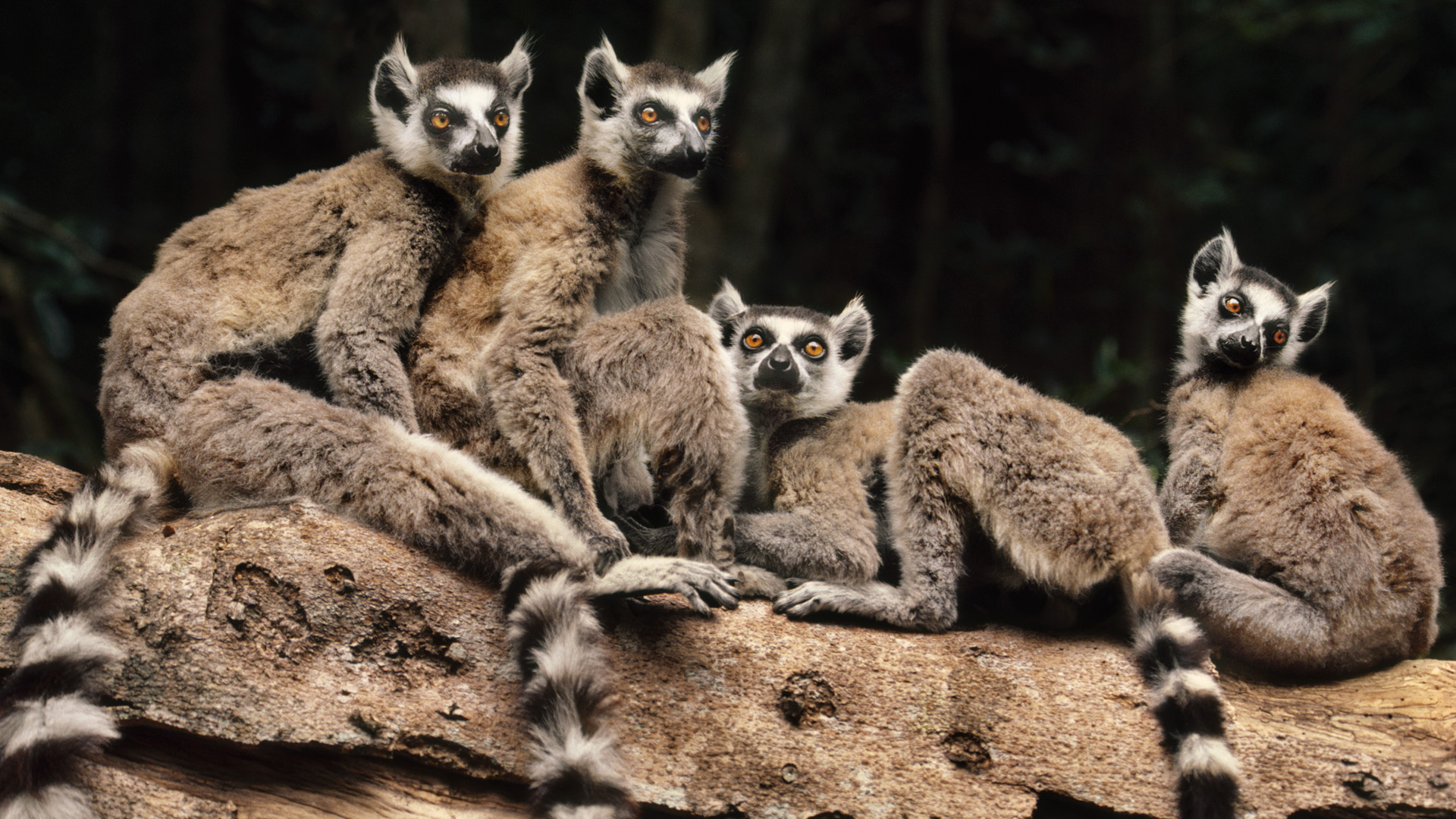 wallpaper animali,mammal,vertebrate,lemur,terrestrial animal,wildlife