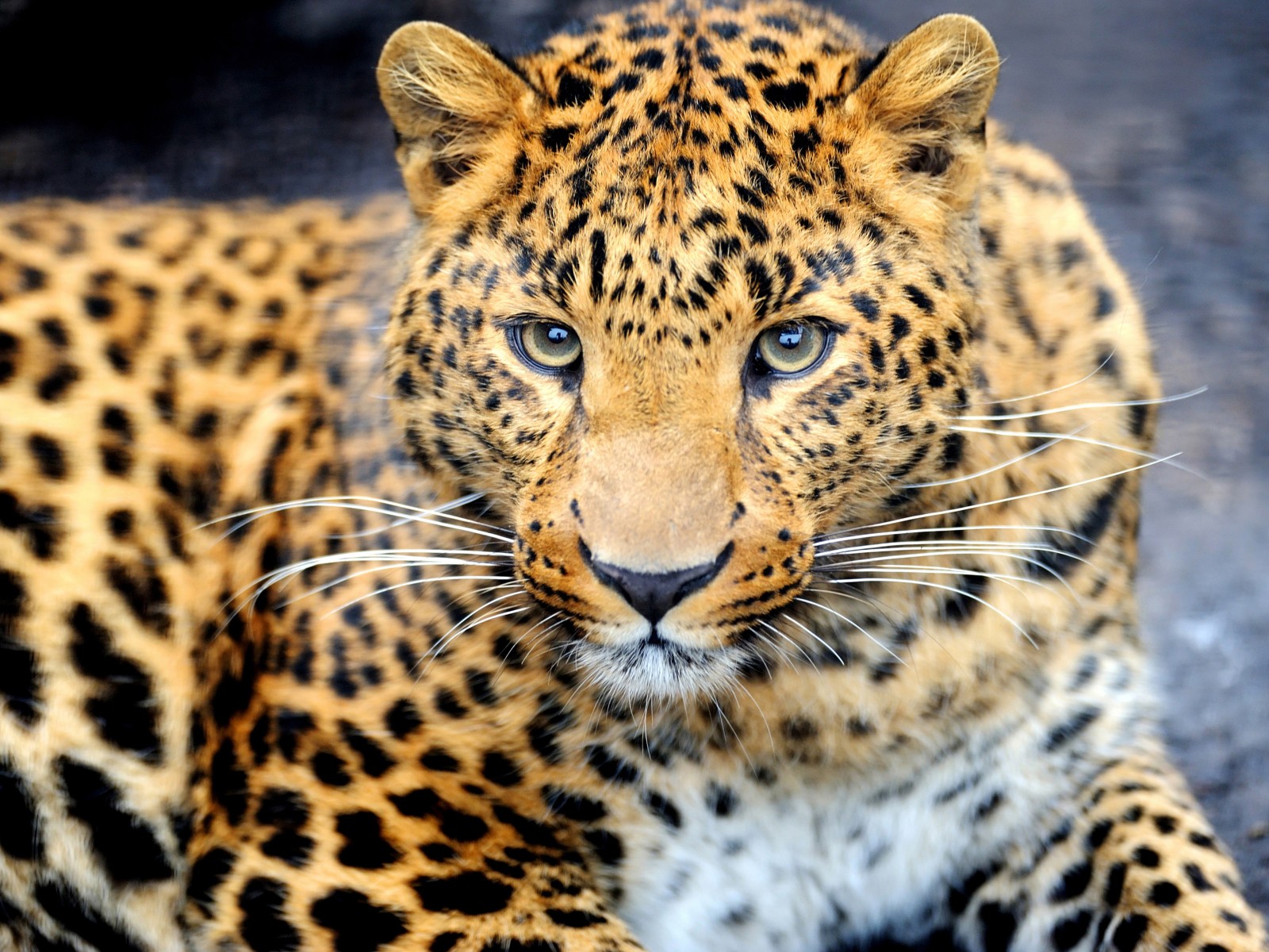 3d Wallpaper Desktop Leopard- WallpaperUse
