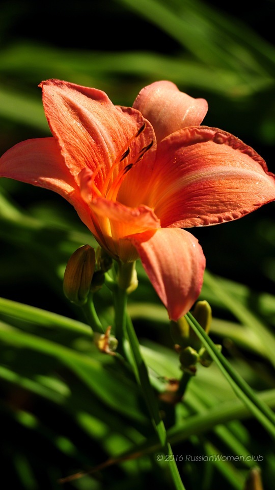 wallpaper cellulare,flowering plant,flower,lily,petal,daylily