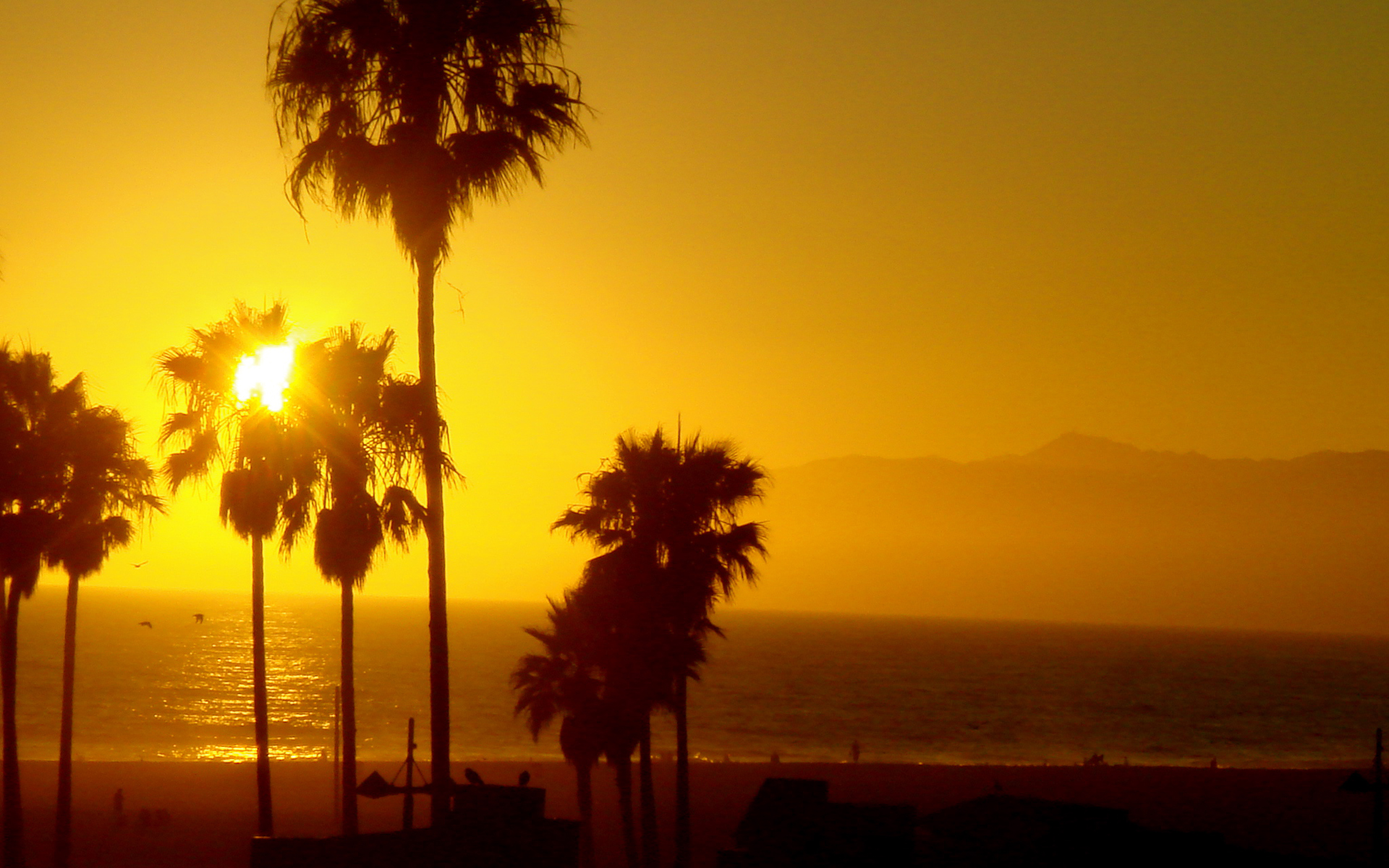 venice beach wallpaper,sky,tree,horizon,palm tree,nature