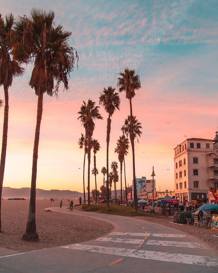 venice beach wallpaper,tree,palm tree,sky,arecales,evening