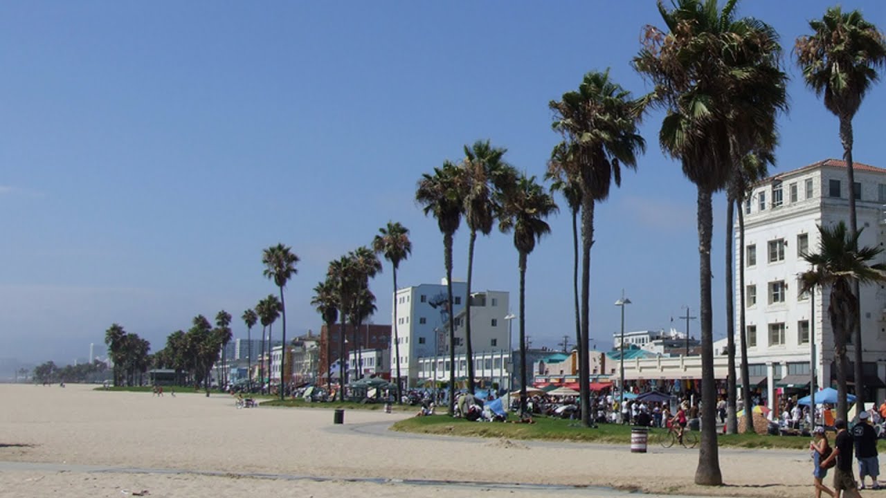 sfondo spiaggia di venezia,albero,palma,cittadina,pianta legnosa,città