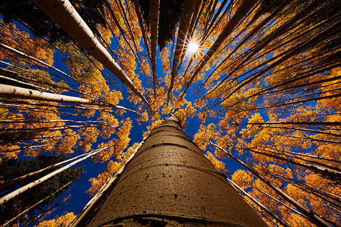 high pixel wallpaper,tree,sky,blue,light,night