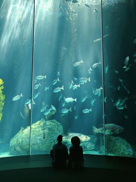 高ピクセル壁紙,水族館,魚,海洋生物学,淡水水族館,水中