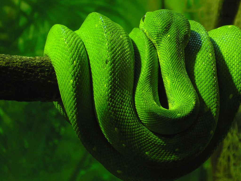 fondos de pantalla de serpiente fresca,verde,serpiente,serpiente verde lisa,serpiente,reptil