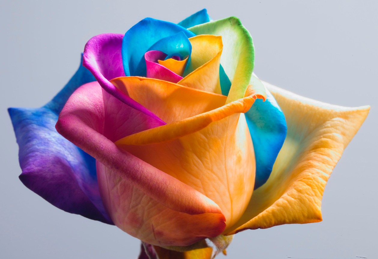 carta da parati rosa arcobaleno,rosa,arcobaleno rosa,petalo,fiore,blu