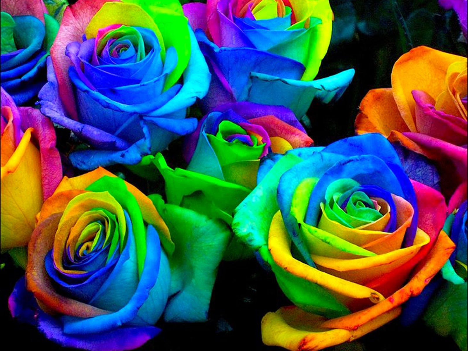 carta da parati rosa arcobaleno,fiore,rosa,pianta fiorita,rose da giardino,arcobaleno rosa