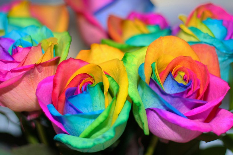 rainbow rose wallpaper,flower,rose,rainbow rose,garden roses,rose family