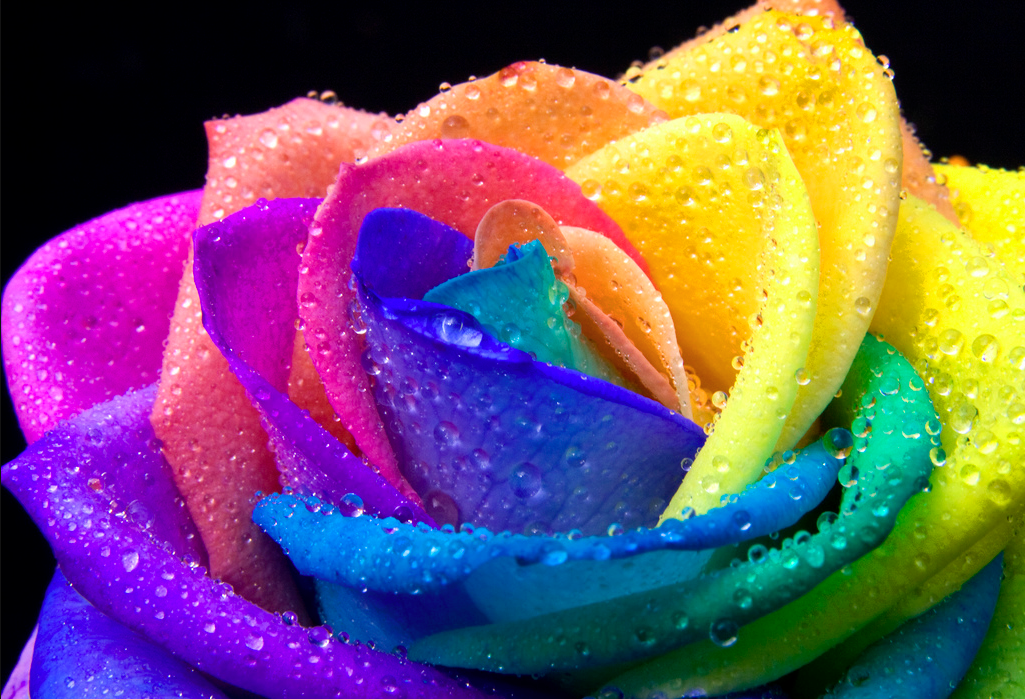 rainbow rose wallpaper,rainbow rose,rose,petal,water,flower