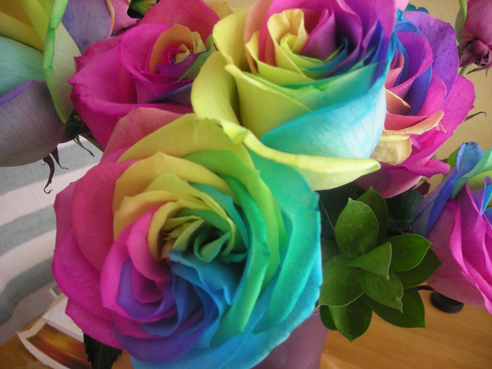 rainbow rose wallpaper,flower,rose,rainbow rose,rose family,petal