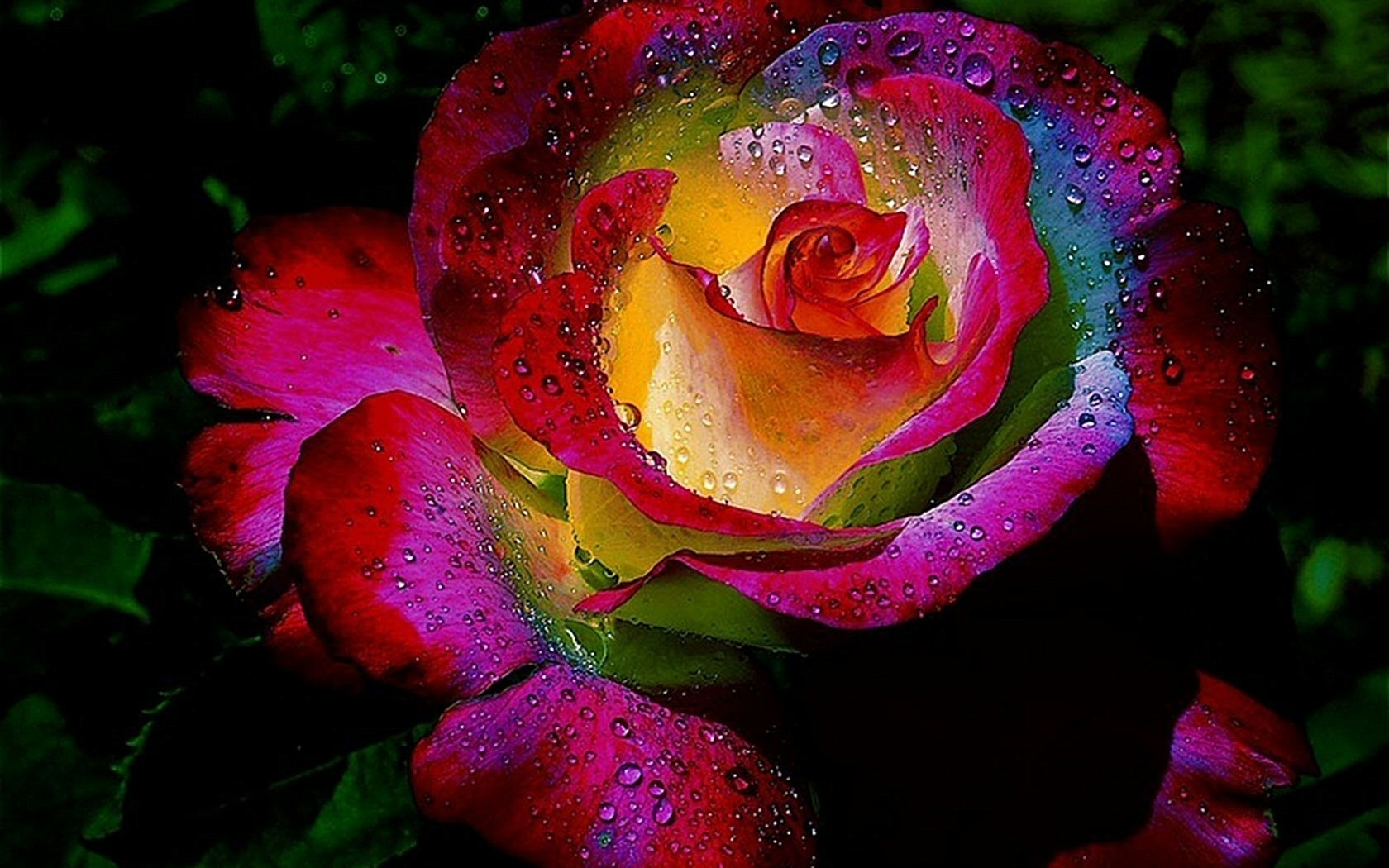 arco iris rosa fondo de pantalla,flor,planta floreciendo,pétalo,rosas de jardín,rosa