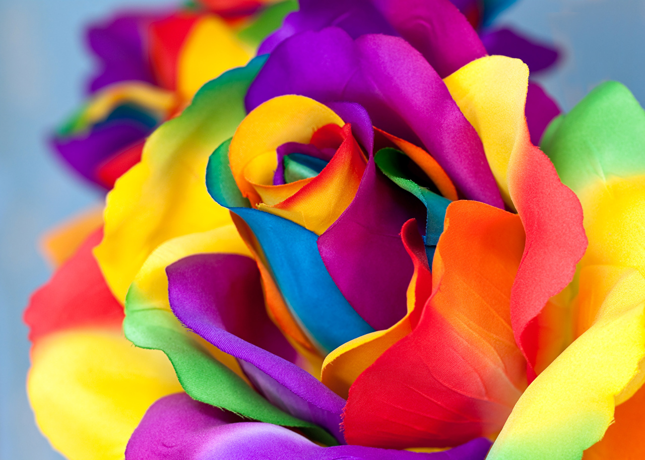 rainbow rose wallpaper,flower,petal,rainbow rose,rose,rose family