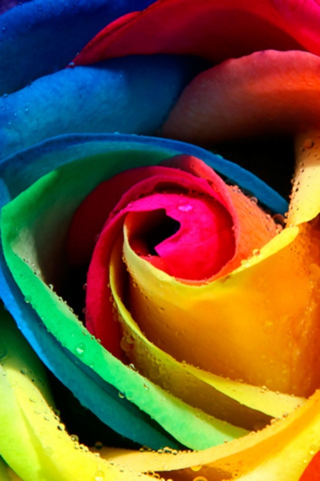 rainbow rose wallpaper,rose,rainbow rose,petal,yellow,flower
