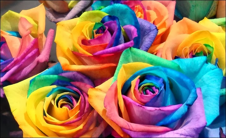 rainbow rose wallpaper,flower,rose,flowering plant,rainbow rose,garden roses