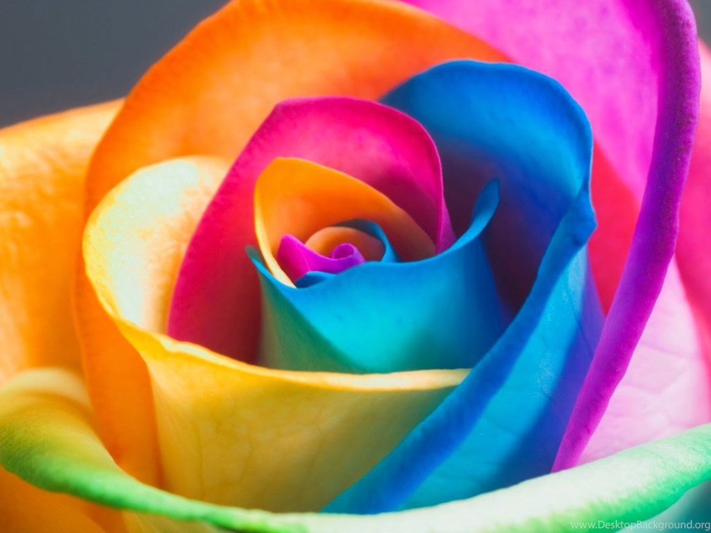 rainbow rose wallpaper,flowering plant,petal,flower,rose,rainbow rose