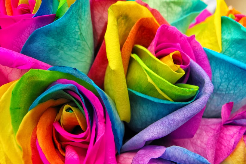 rainbow rose wallpaper,rose,rainbow rose,flower,pink,rose family