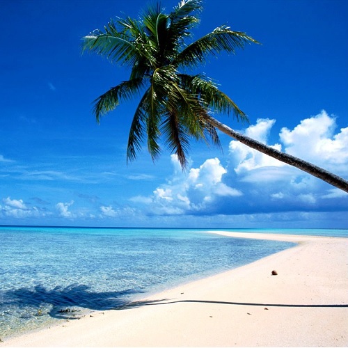 fond d'écran de vacances de printemps,ciel,arbre,la nature,palmier,caraïbes