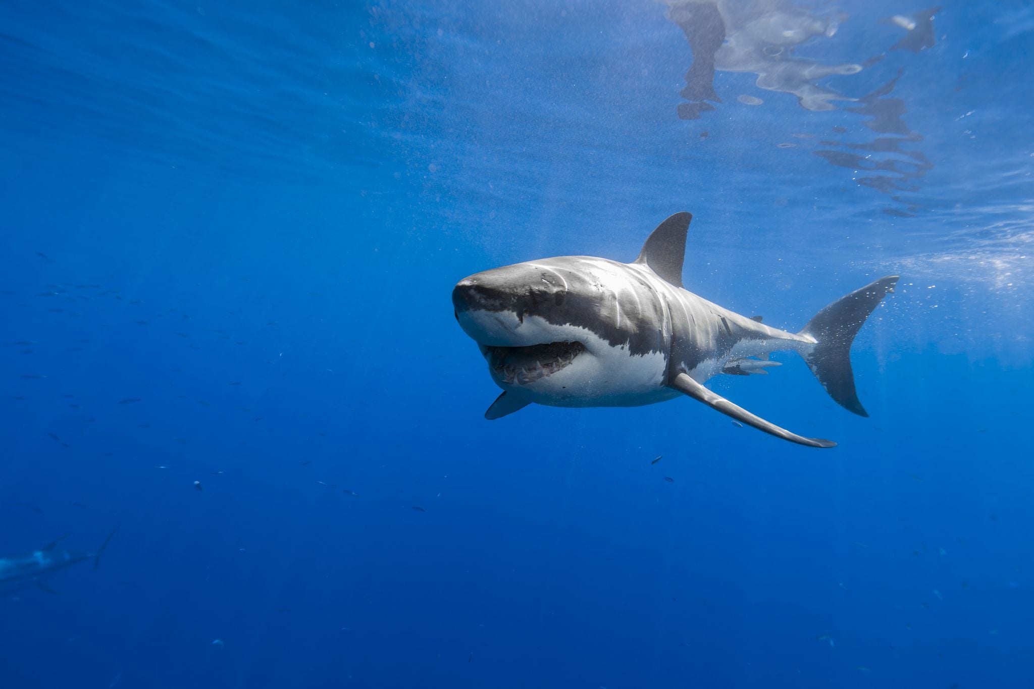 papier peint requin blanc,poisson,requin,grand requin blanc,poisson cartilagineux,biologie marine