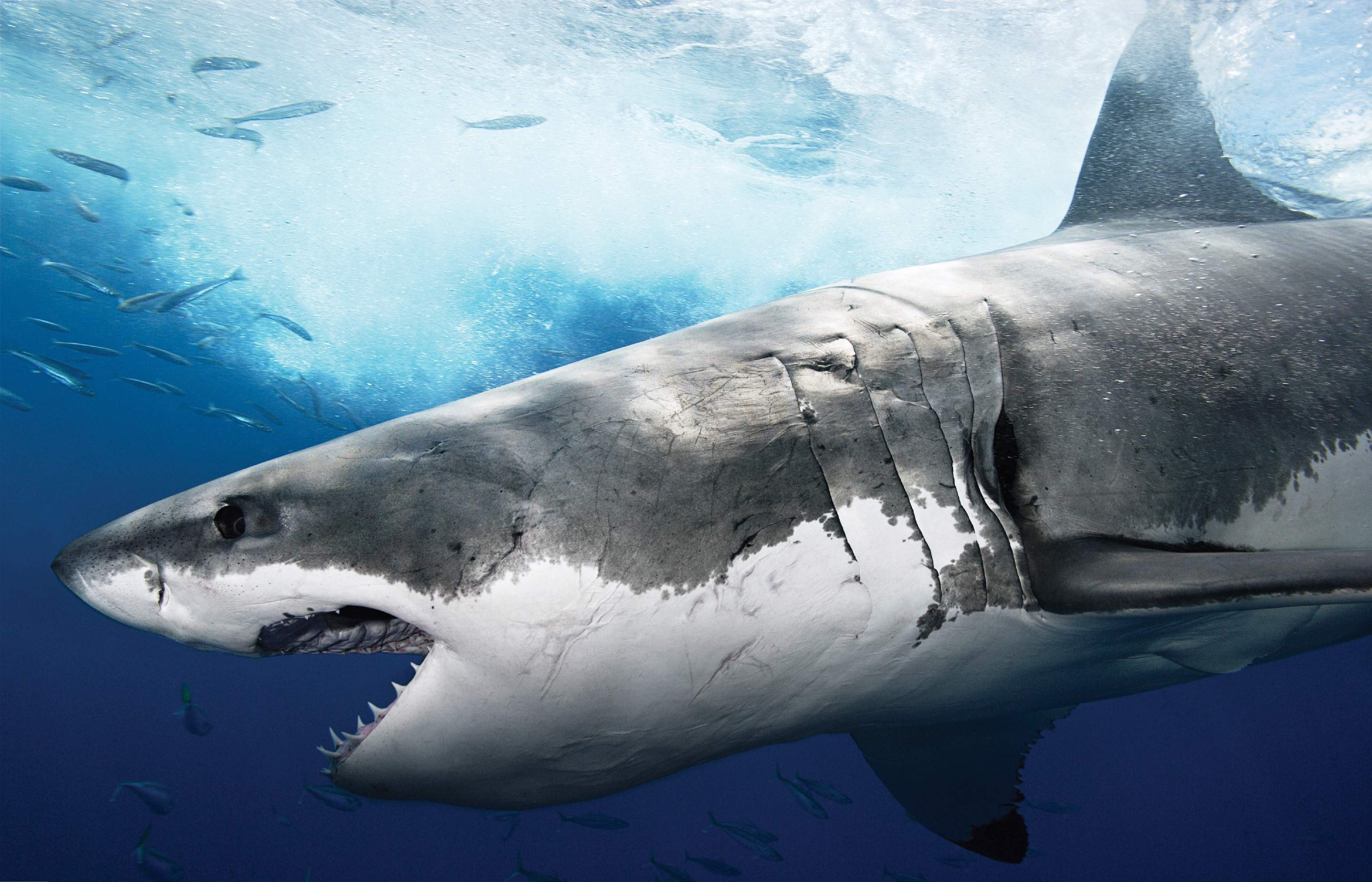 white shark wallpaper,great white shark,shark,fish,cartilaginous fish,lamniformes