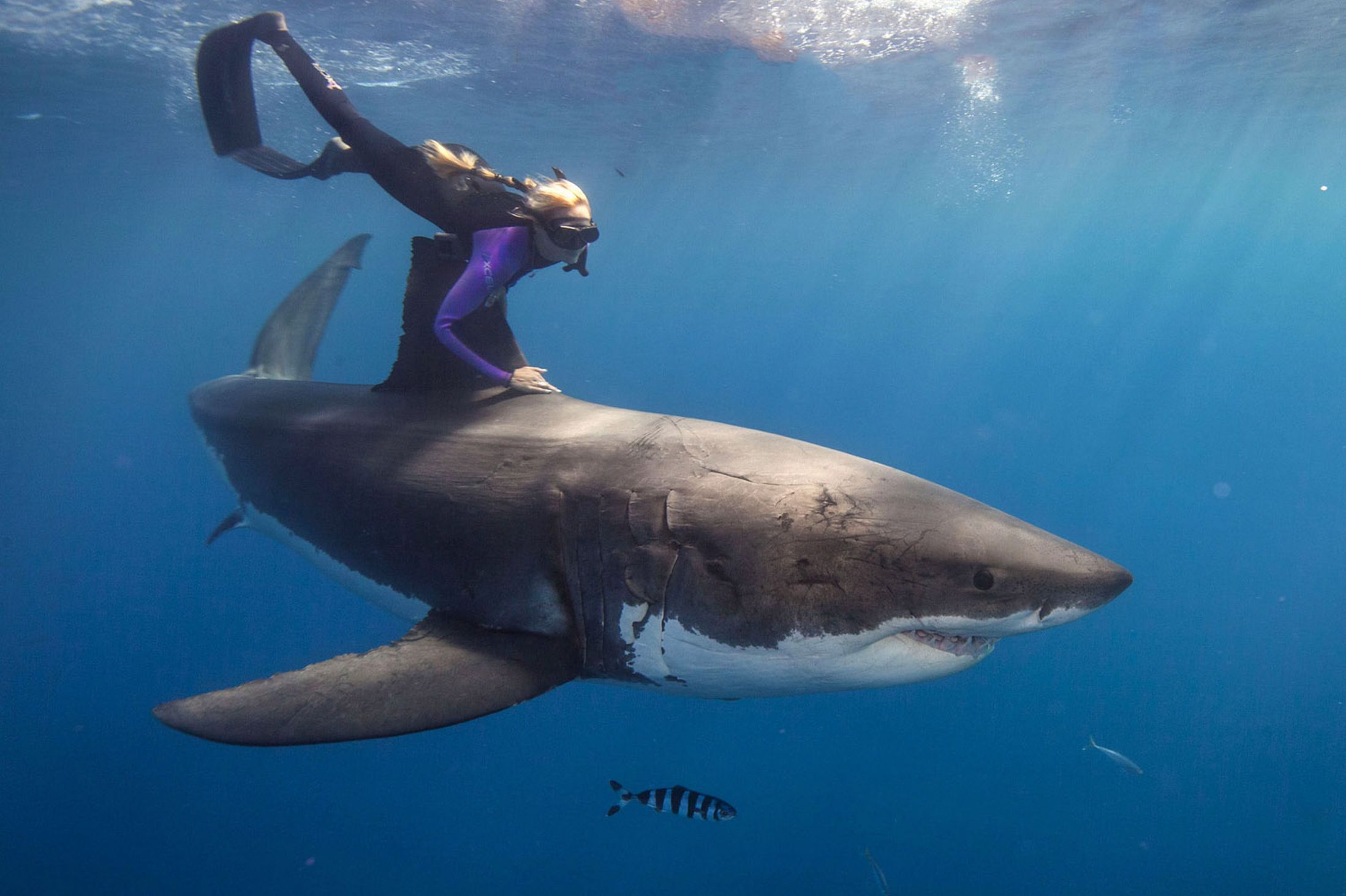 papier peint requin blanc,grand requin blanc,requin,poisson cartilagineux,poisson,requin tigre