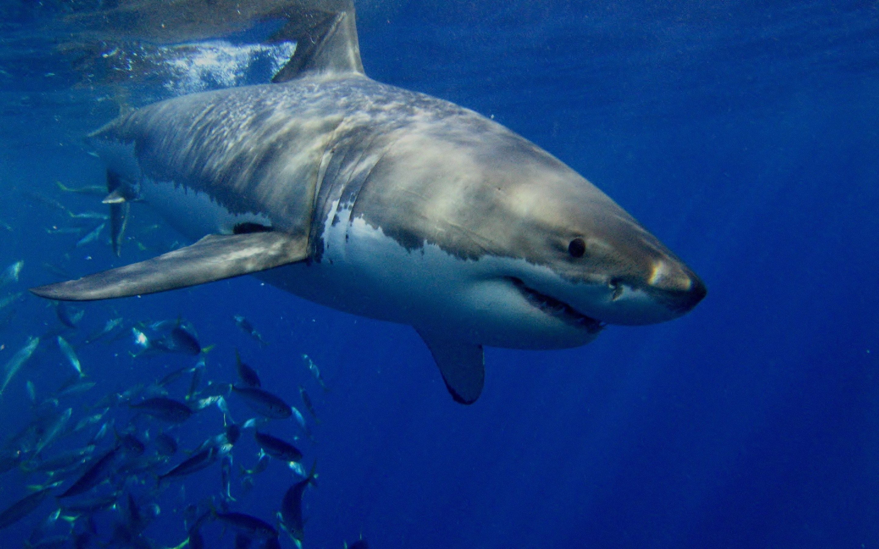 white shark wallpaper,great white shark,shark,fish,lamniformes,cartilaginous fish