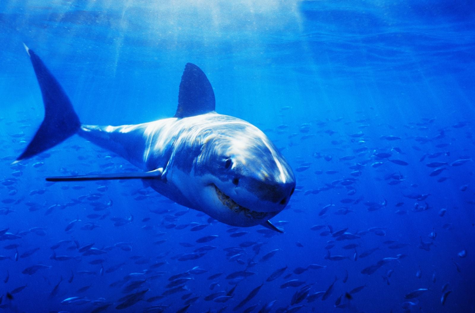 white shark wallpaper,fish,fish,great white shark,shark,lamniformes