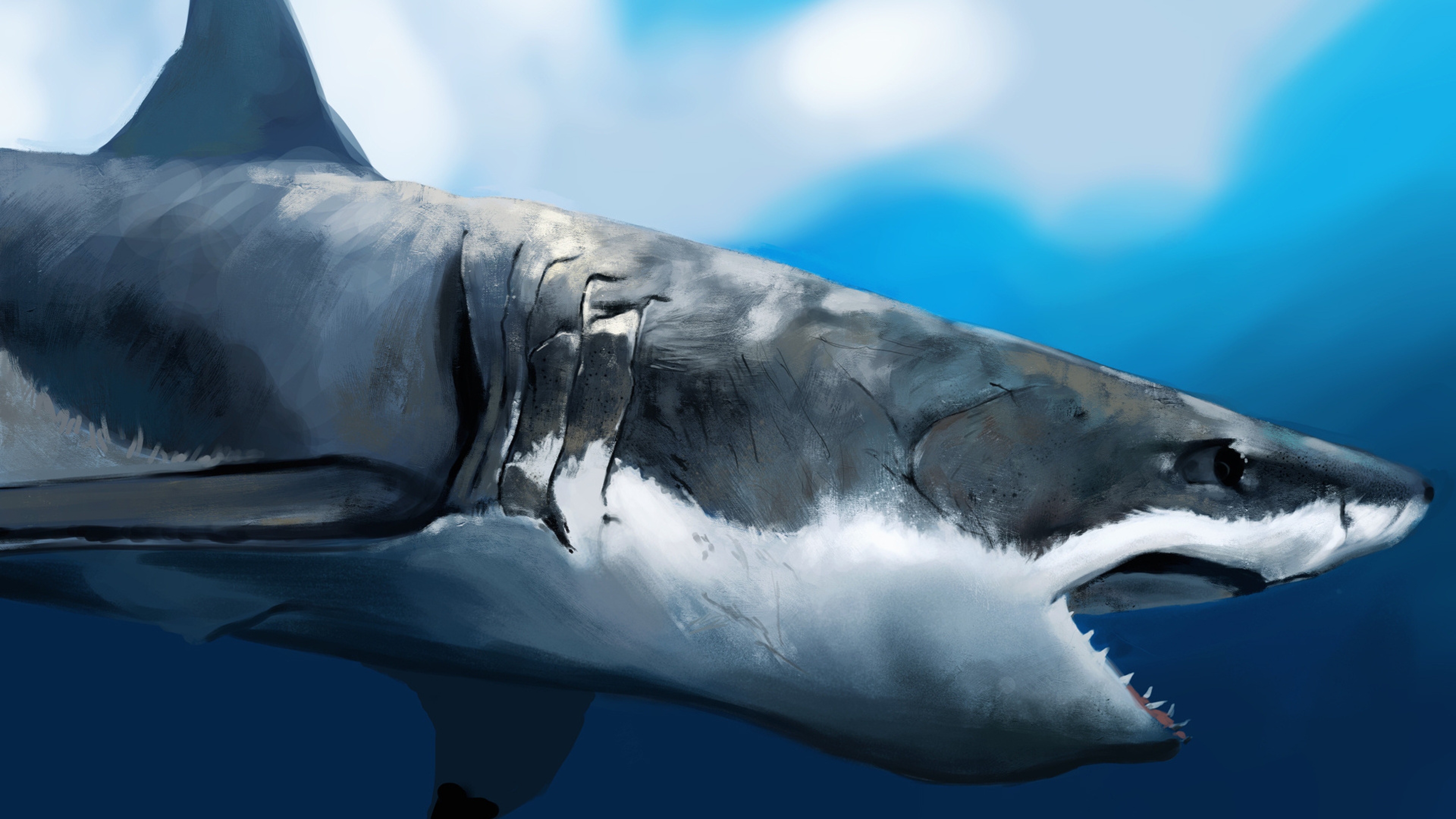 papier peint requin blanc,grand requin blanc,requin,poisson,requin requin,requin tigre
