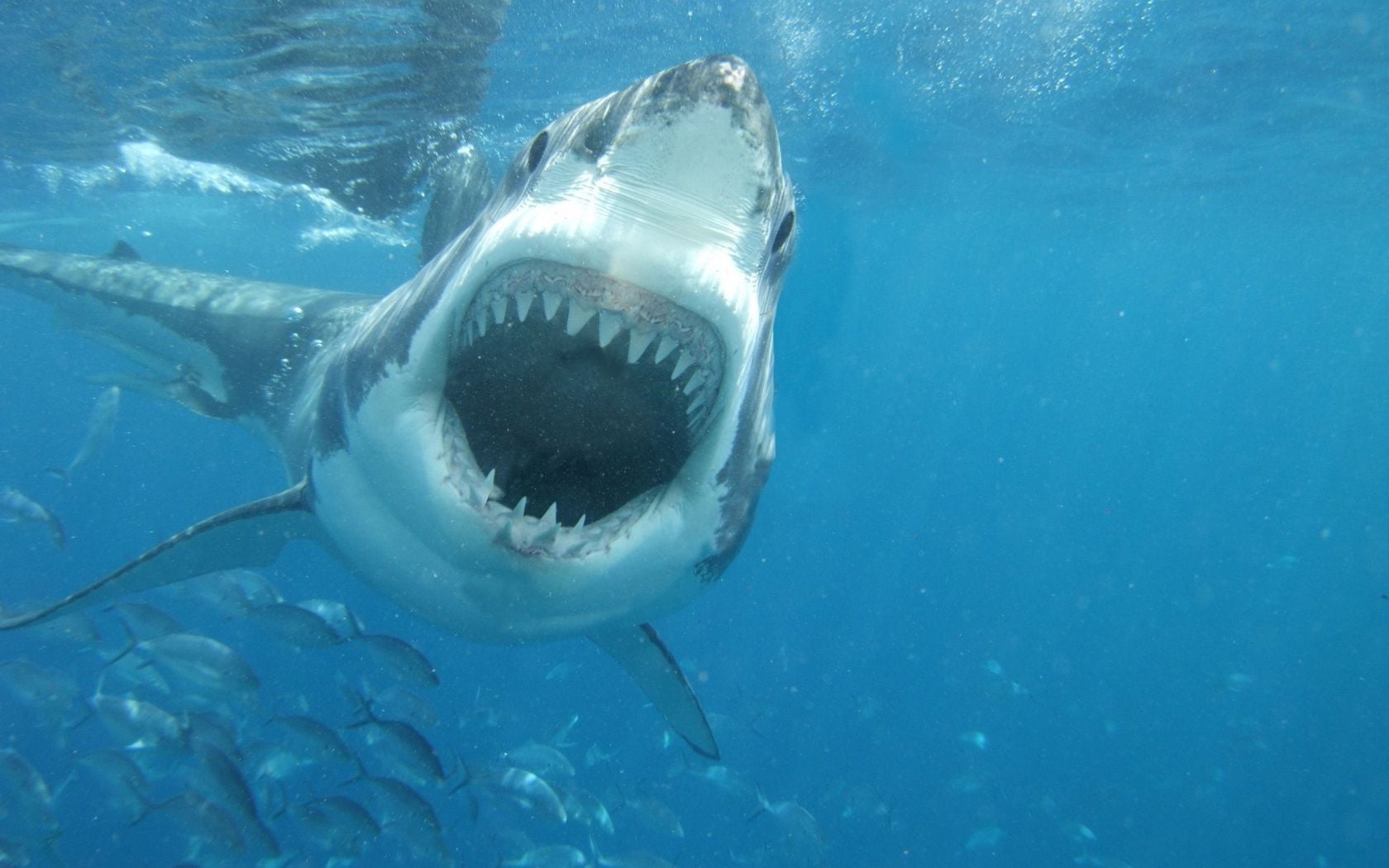 white shark wallpaper,great white shark,fish,shark,lamniformes,tiger shark