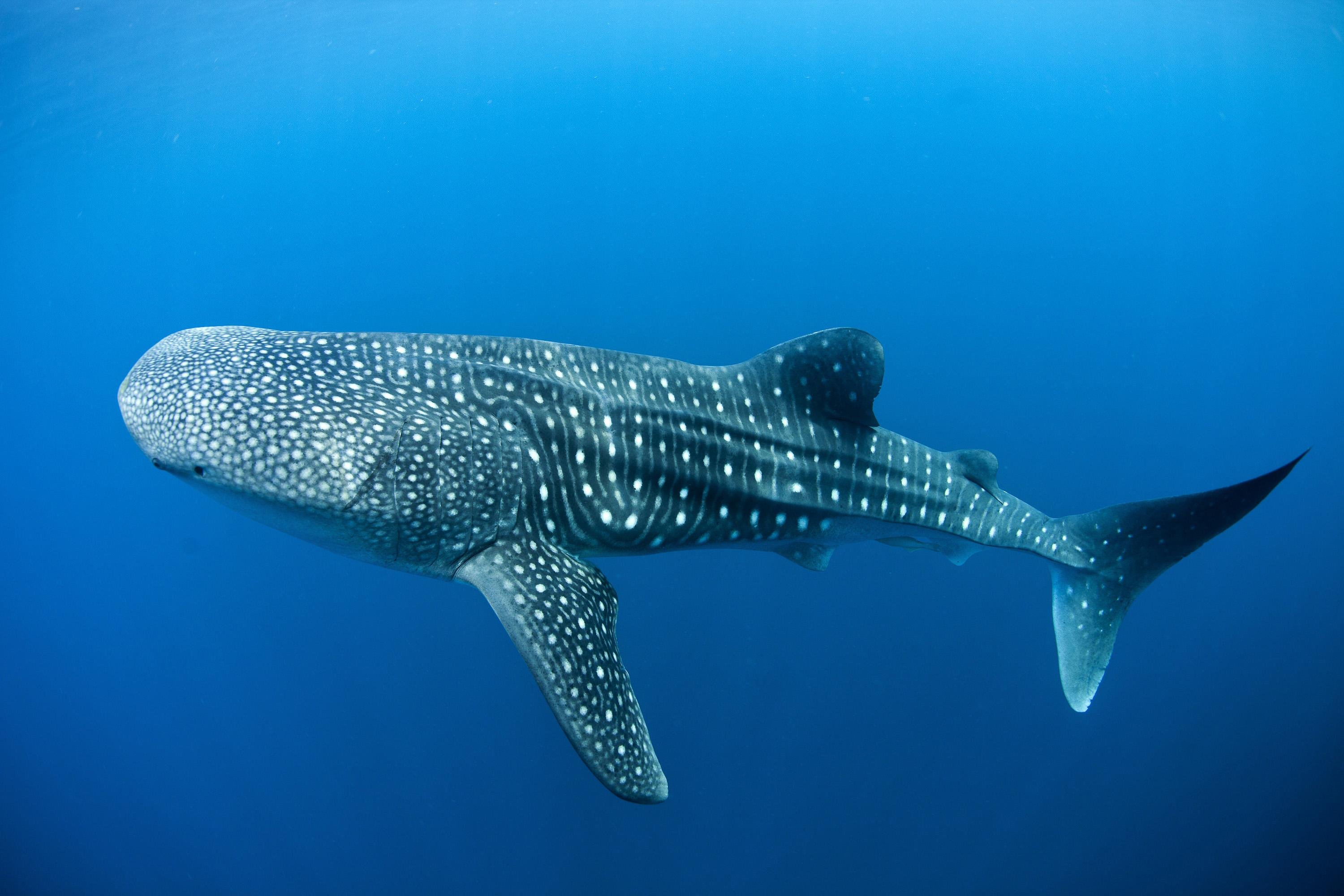 whale shark wallpaper,whale shark,shark,fish,cartilaginous fish,marine biology