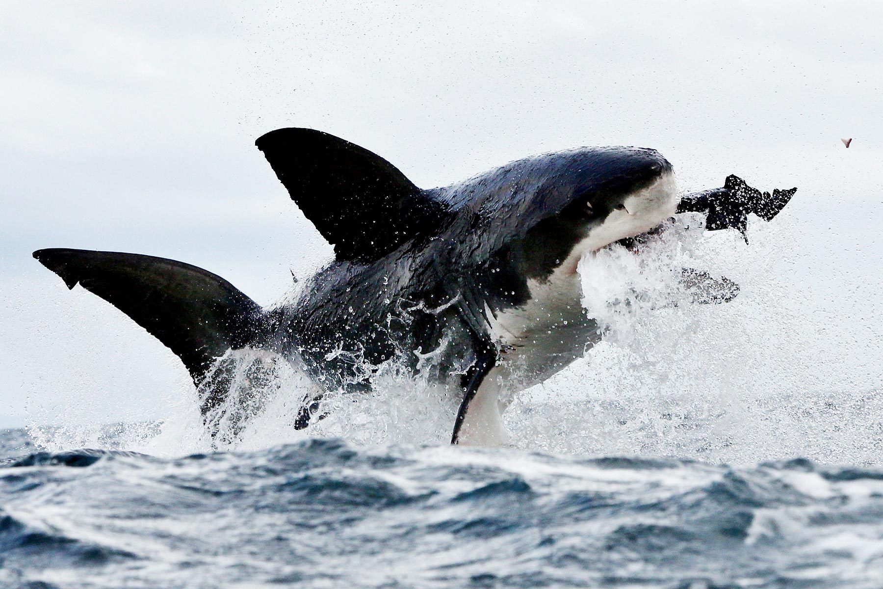 white shark wallpaper,vertebrate,marine mammal,shark,great white shark,killer whale