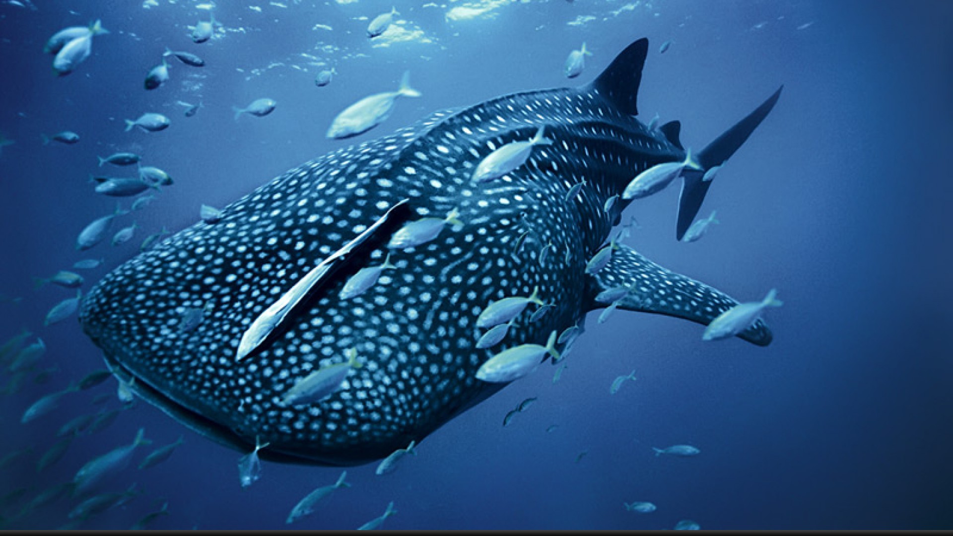 whale shark wallpaper,whale shark,fish,marine biology,cartilaginous fish,shark