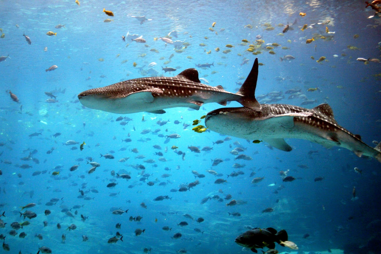 papel pintado tiburón ballena,tiburón ballena,agua,pez,tiburón,azul