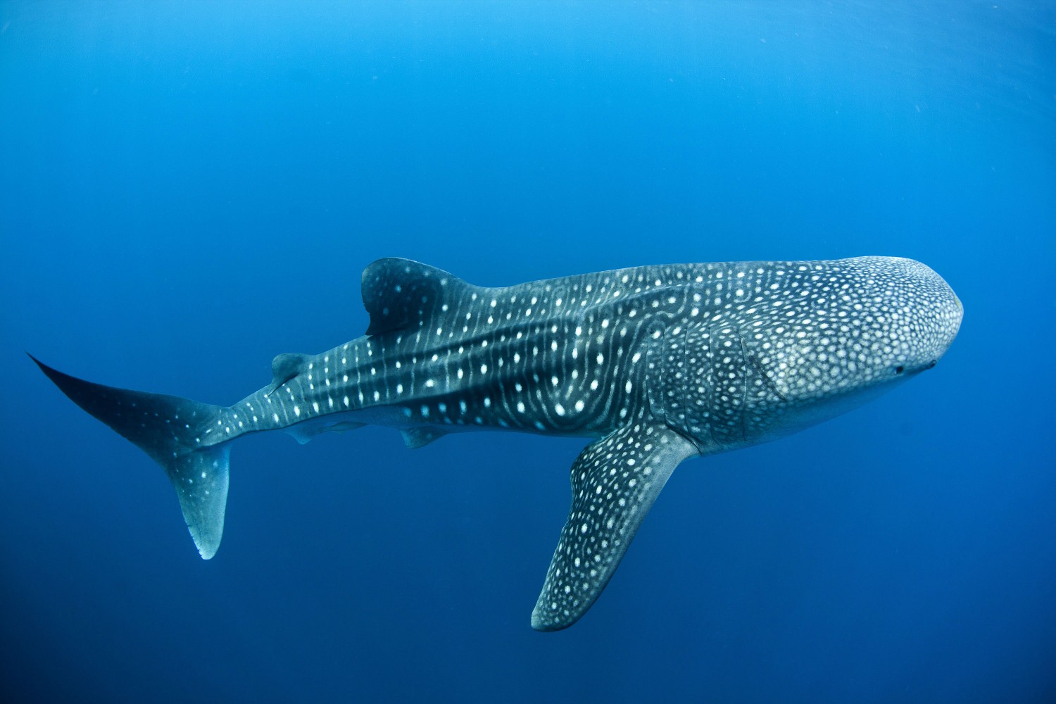 whale shark wallpaper,whale shark,shark,fish,cartilaginous fish,marine biology