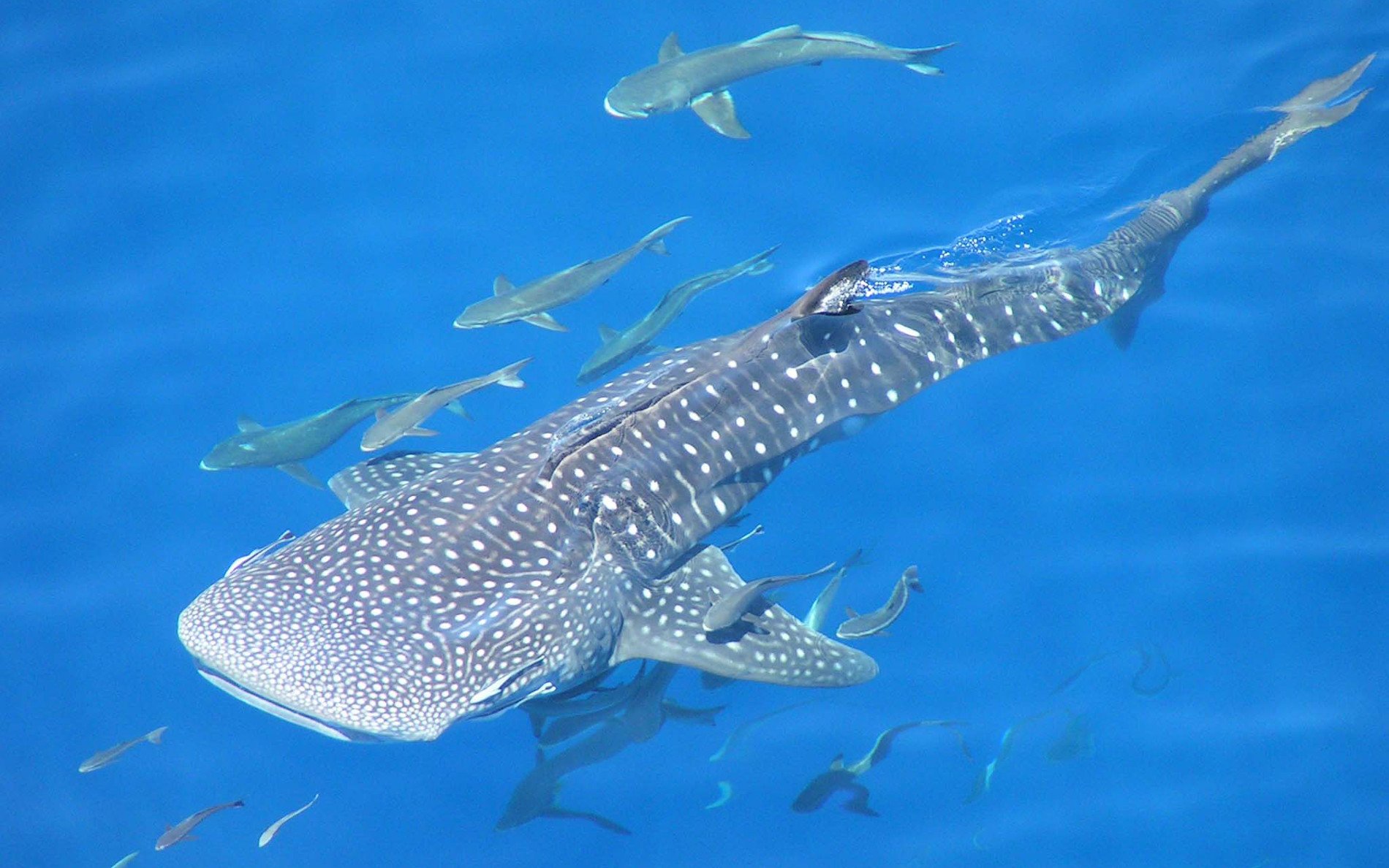 carta da parati squalo balena,squalo balena,pesce,squalo,pesce cartilagineo,biologia marina