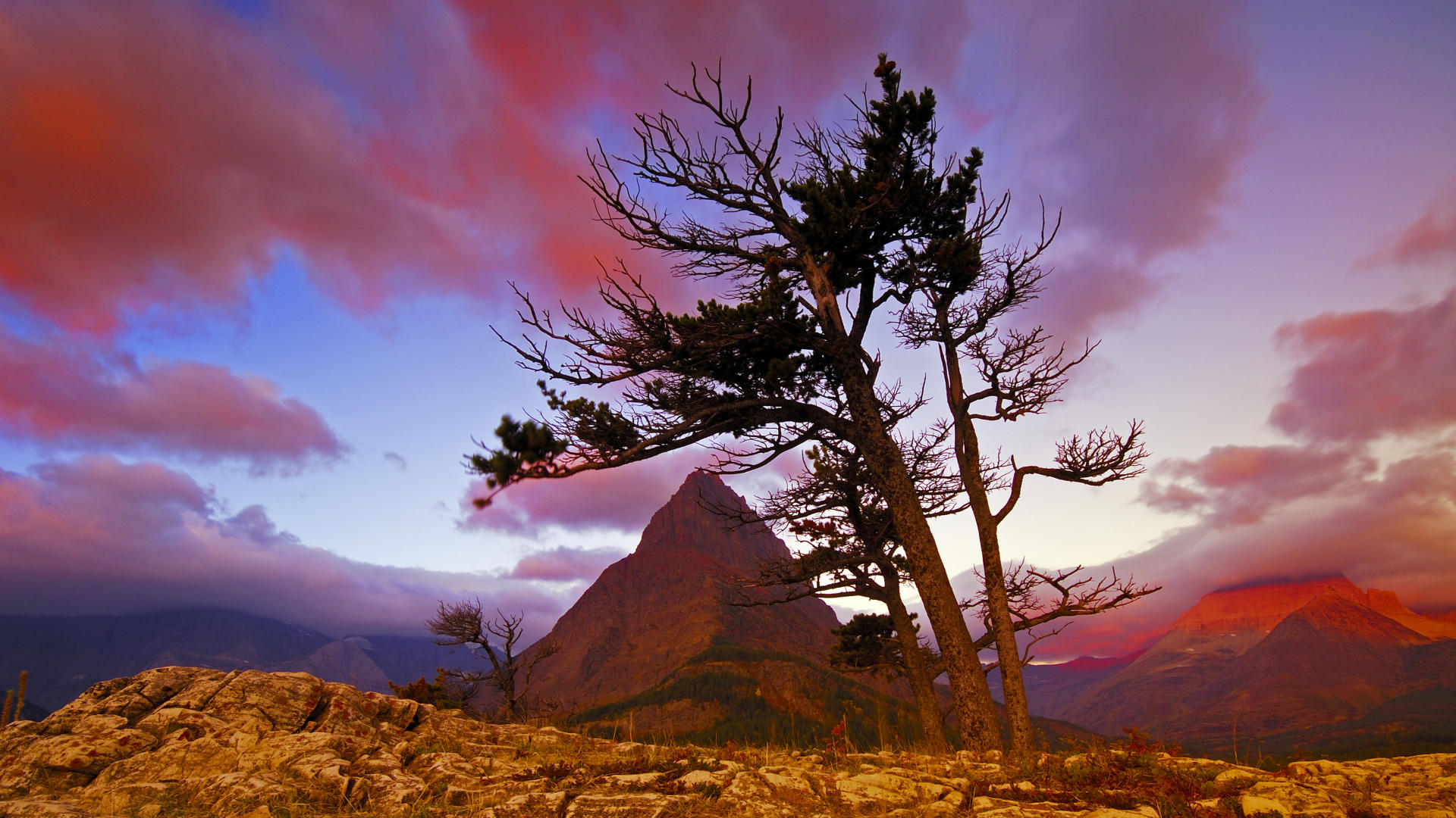 beste google wallpaper,himmel,natur,natürliche landschaft,baum,wolke