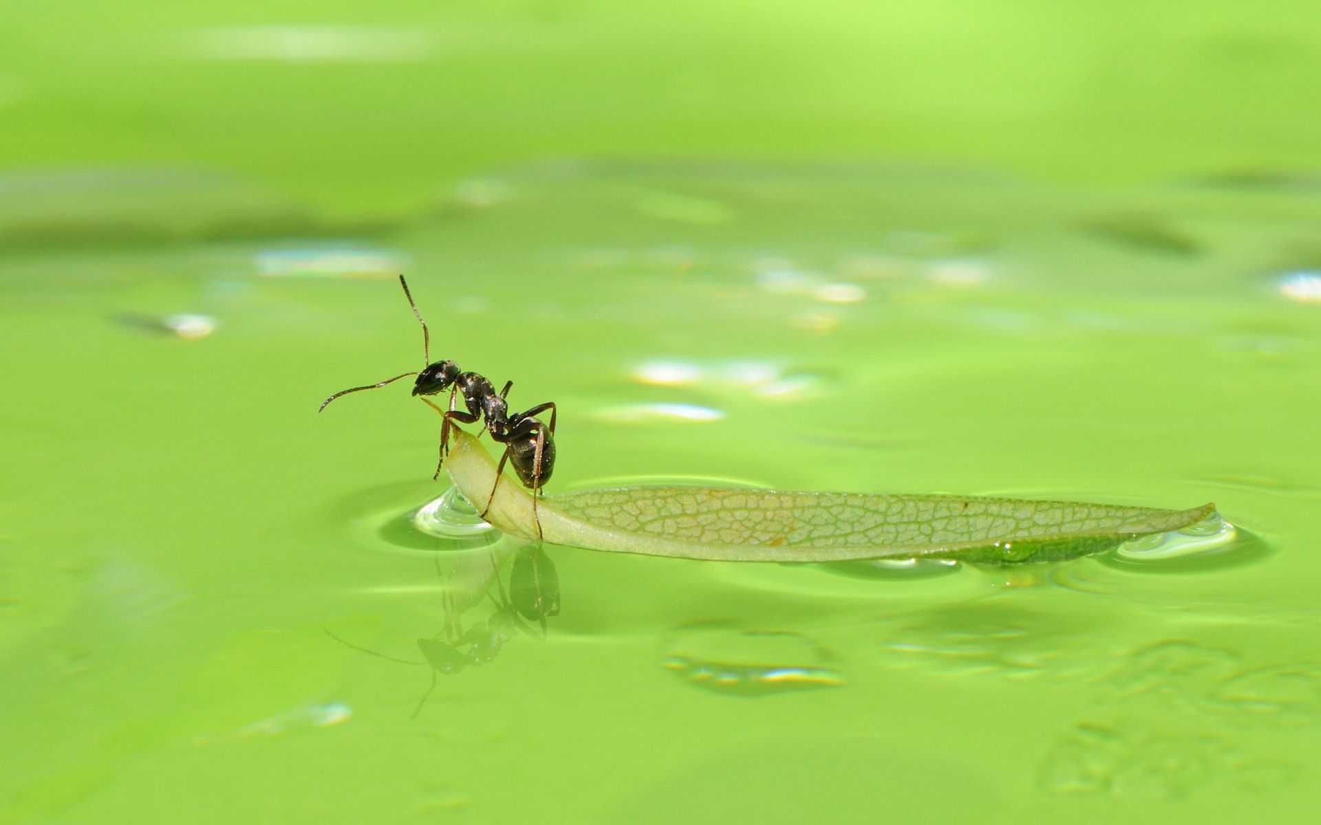 pix wallpaper,insect,net winged insects,green,water,invertebrate
