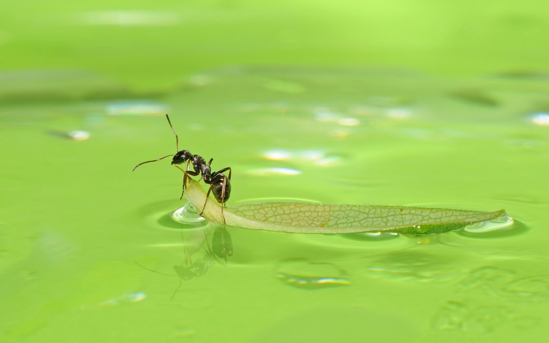 pix wallpaper,insekt,geflügelte netzinsekten,grün,wasser,wirbellos