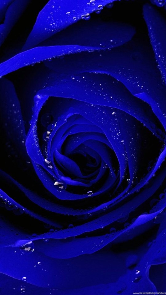 Blue Rose Hd Wallpapers Pictures For Mobile Blue Rose Wallpaper Hd