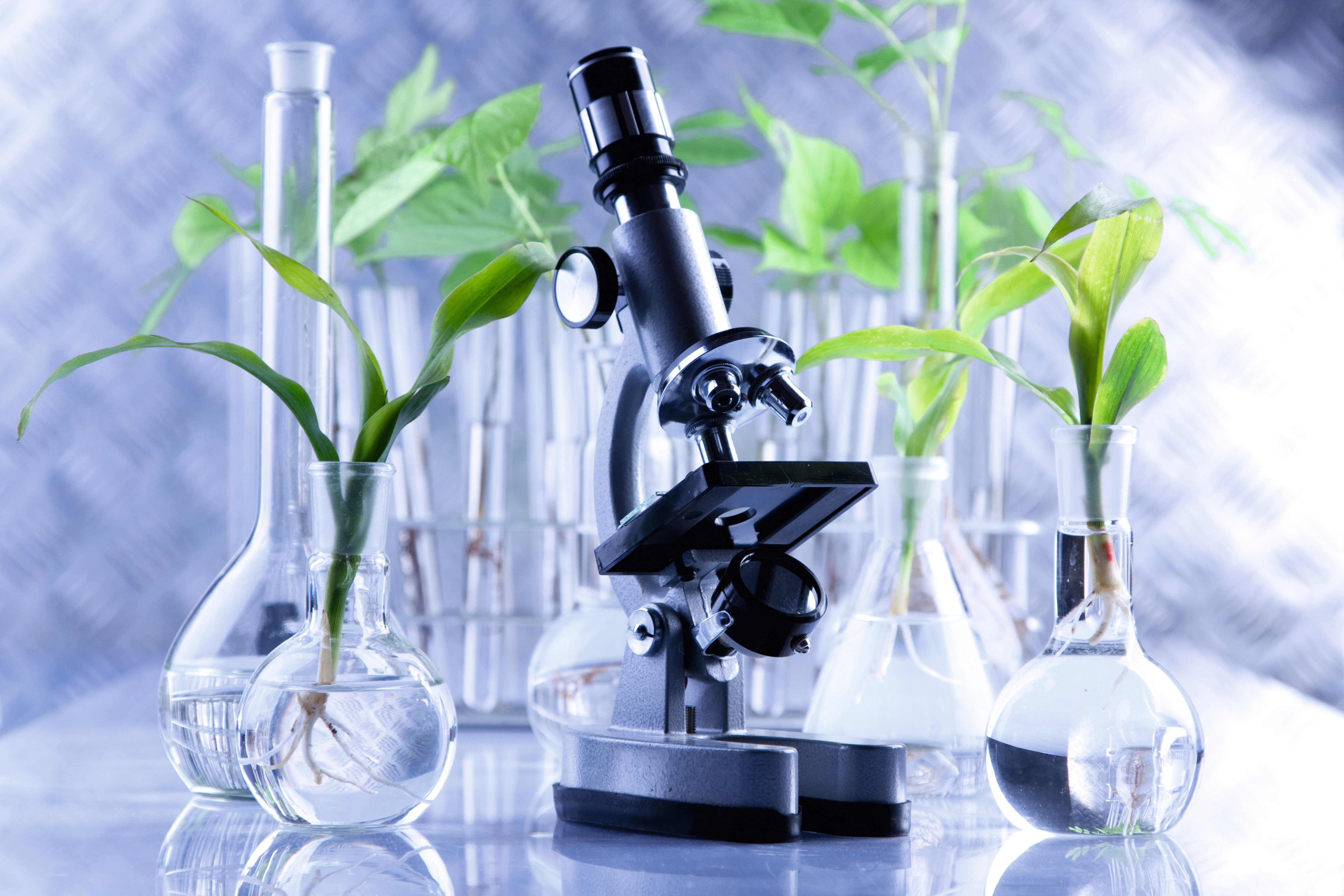 labortapete,pflanze,glas,wissenschaft,flüssigkeit,labor