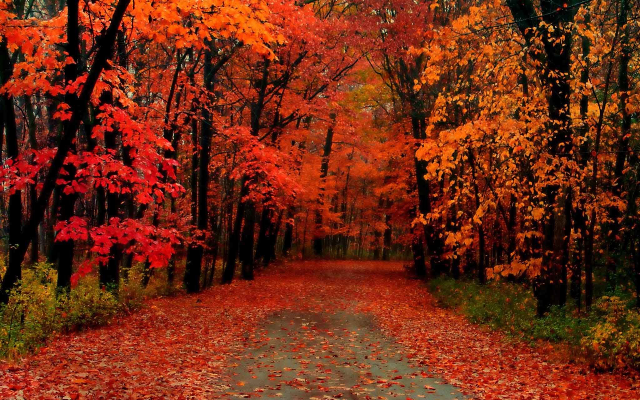 fall trees wallpaper,tree,natural landscape,leaf,nature,deciduous