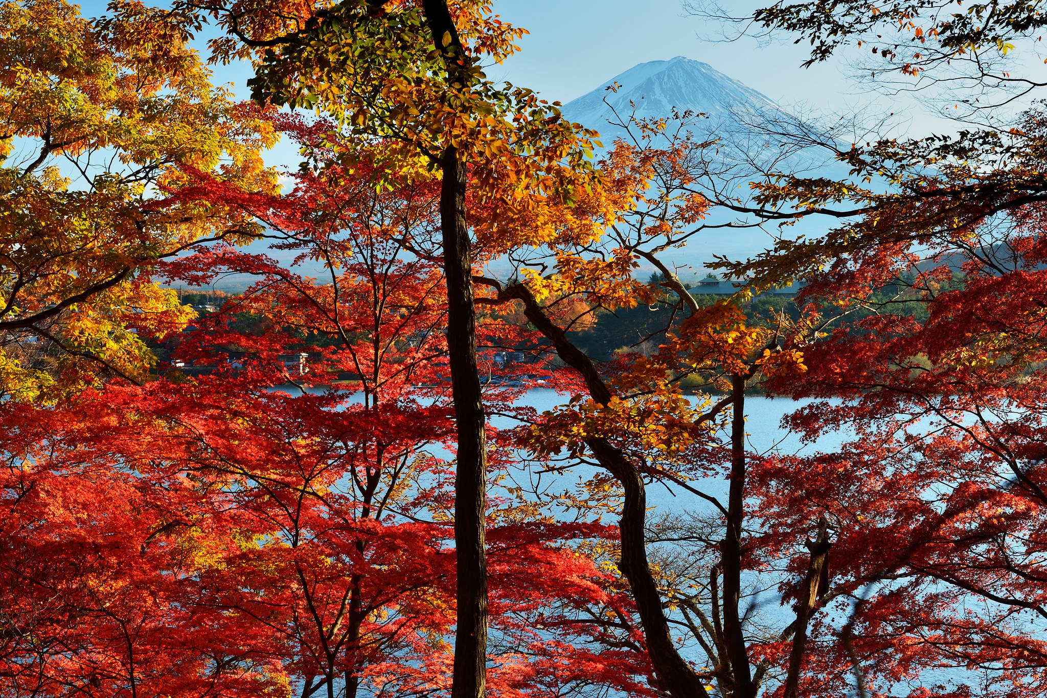 秋の木の壁紙,木,葉,自然,空,秋