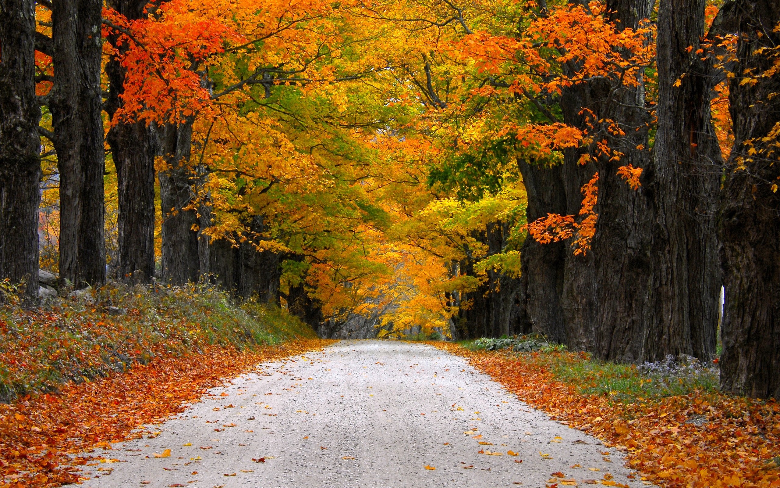fall trees wallpaper,tree,natural landscape,leaf,nature,autumn