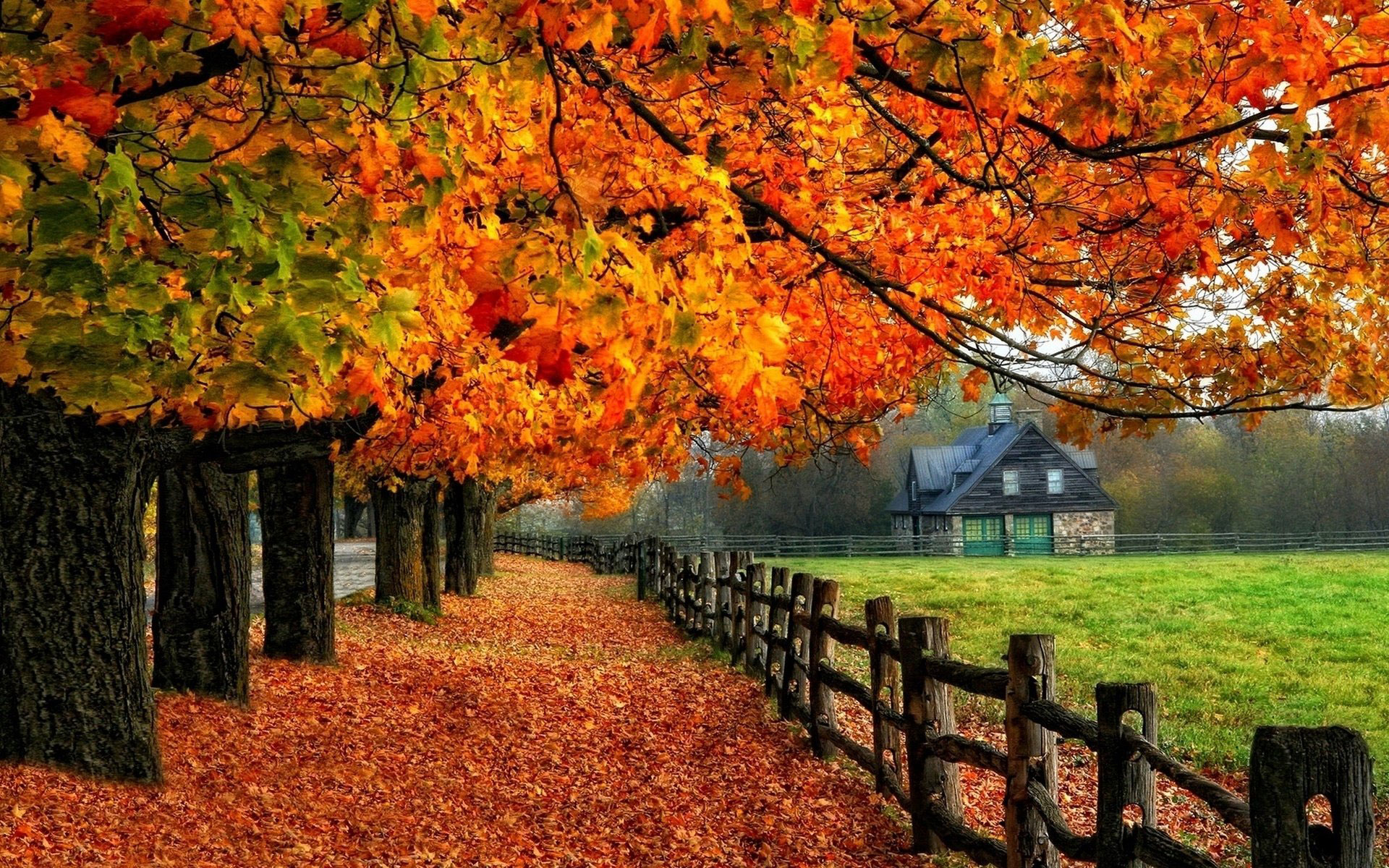 fall trees wallpaper,tree,natural landscape,leaf,nature,autumn
