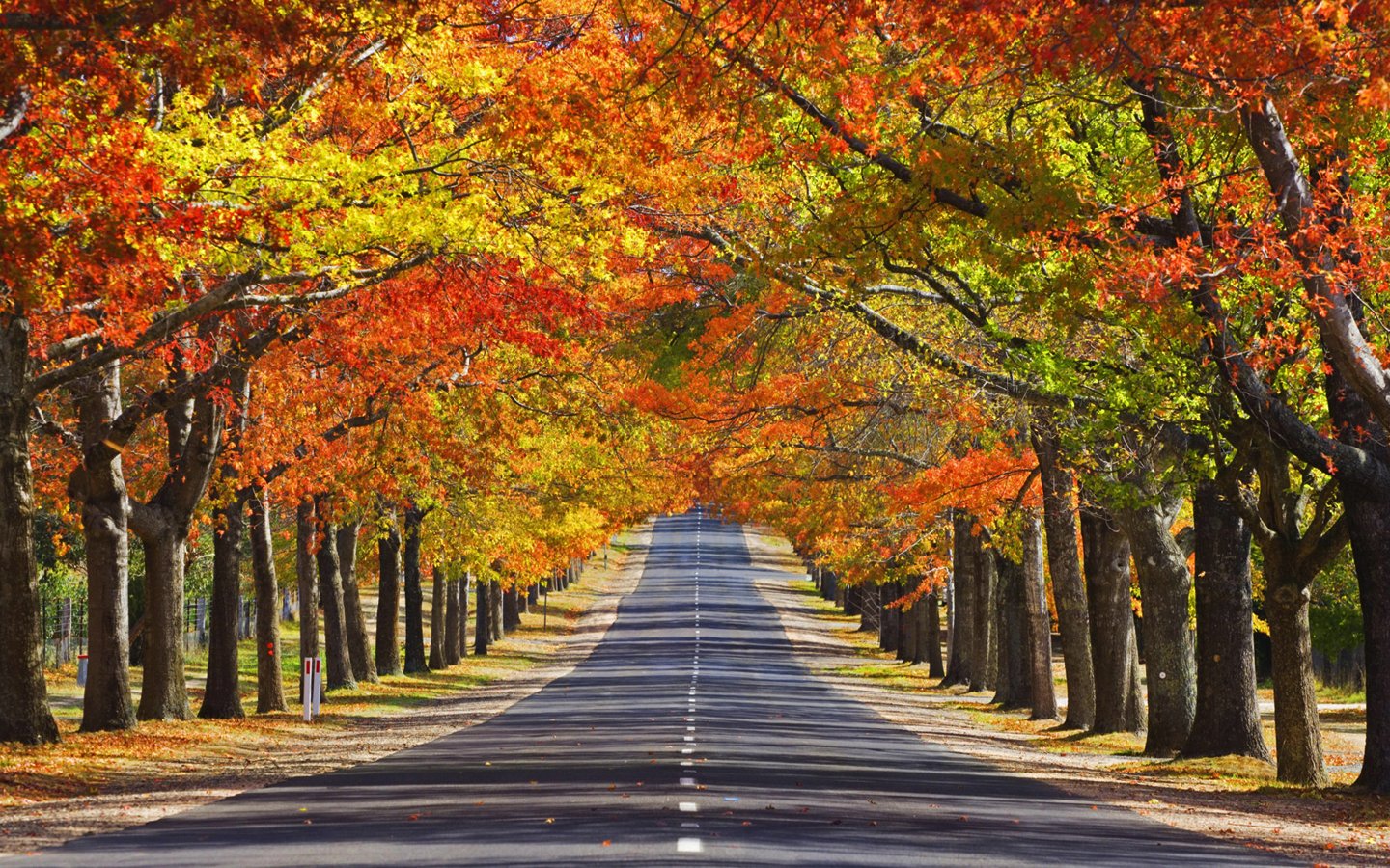 秋の木の壁紙,木,自然の風景,葉,自然,秋