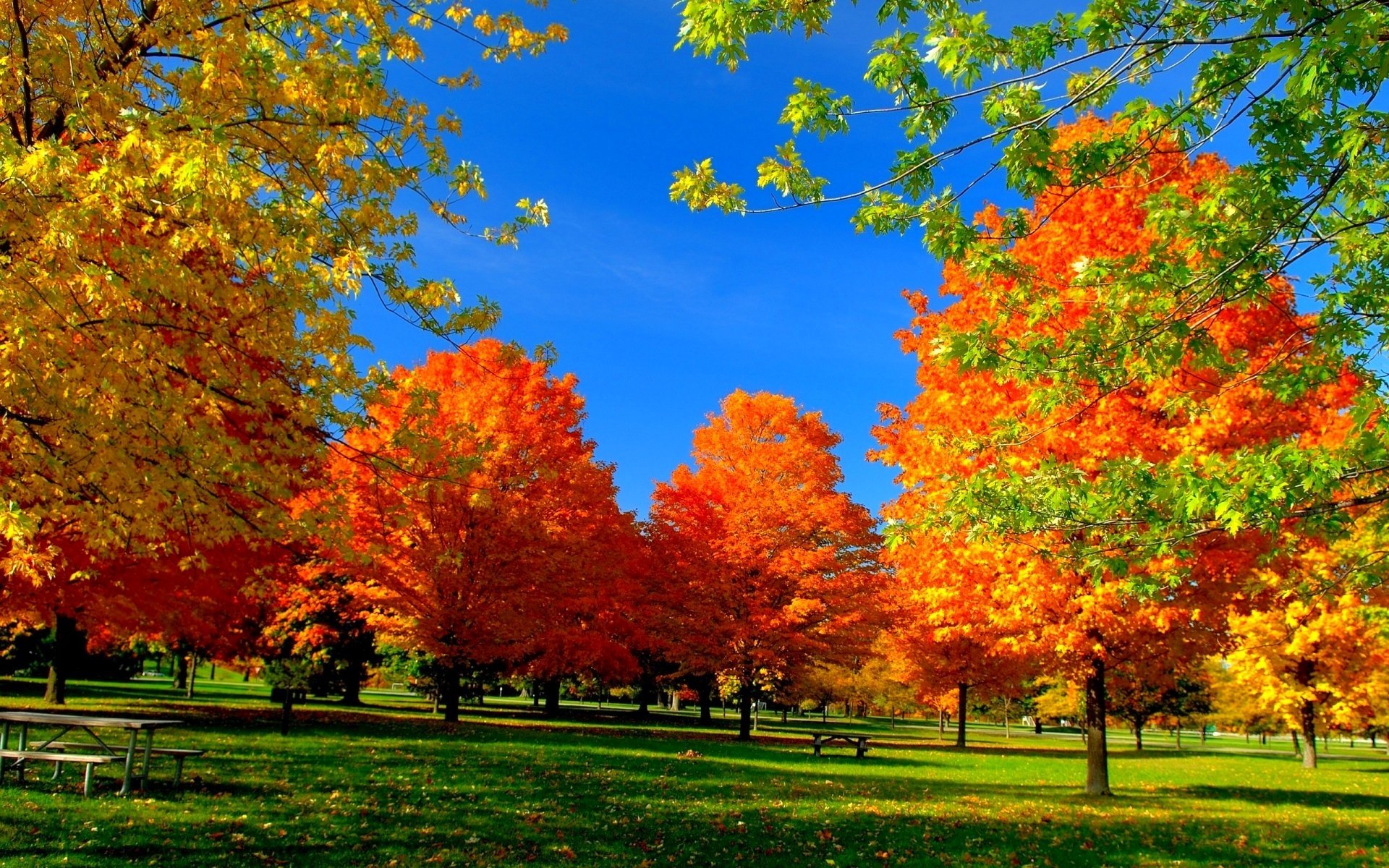 fall trees wallpaper,tree,natural landscape,nature,leaf,sky