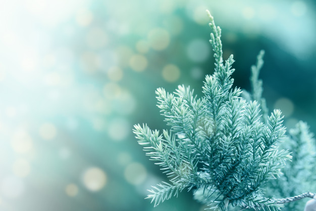 evergreen wallpaper,nature,blue,winter,frost,green